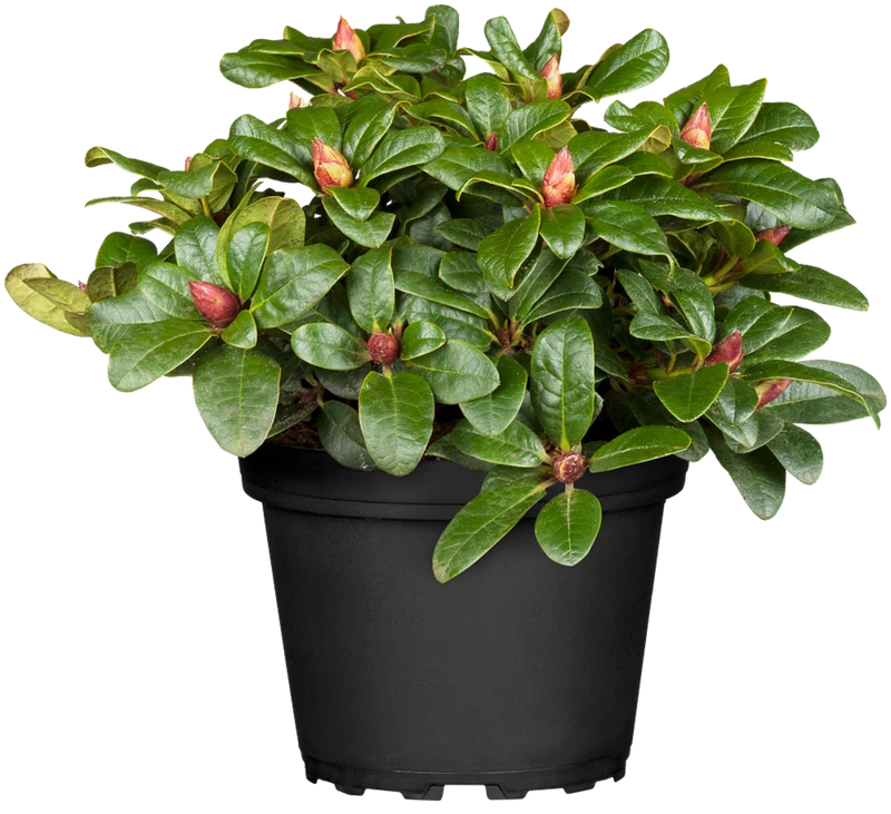 Rhododendron 'Scarlet Wonder'