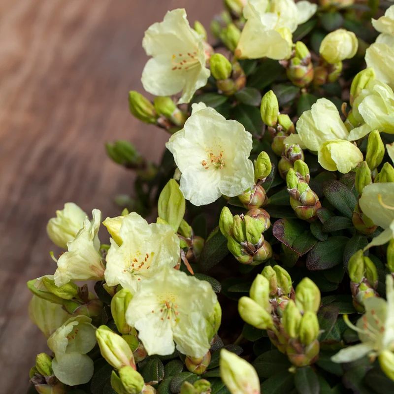 Rhododendron 'Wren'
