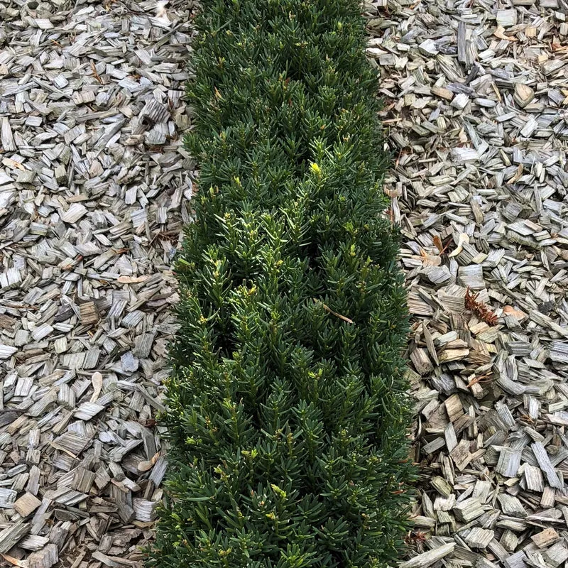 Einfassungseibe 'Hillii'
