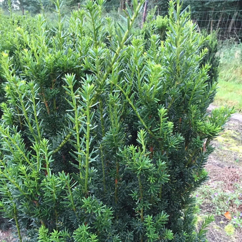 Einfassungseibe 'Hillii'