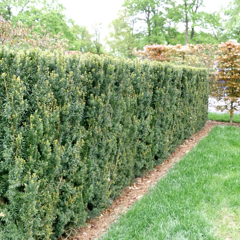 Einfassungseibe 'Hillii'