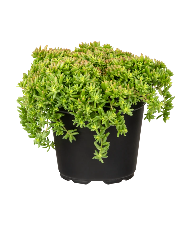 Rotmoos-Mauerpfeffer 'Coral Carpet'