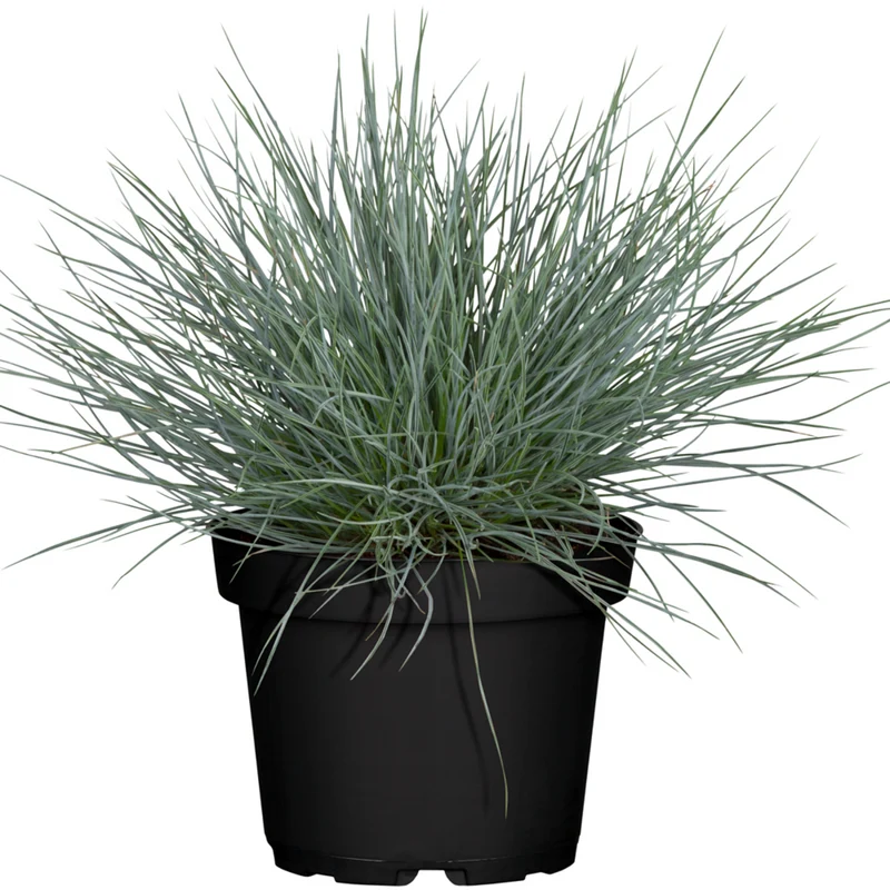 Blauschwingel