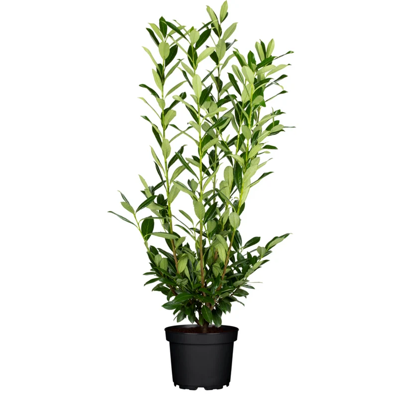 Kirschlorbeer 'Herbergii'