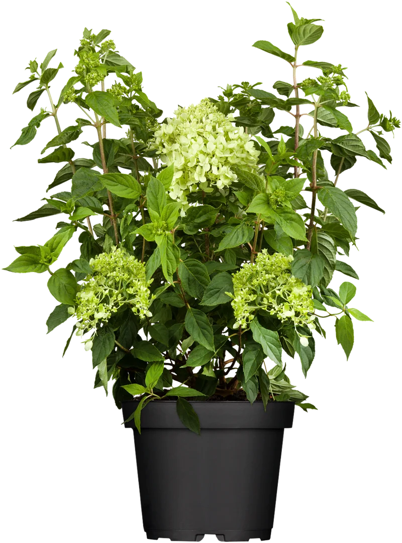 Rispenhortensie 'Little Lime®'
