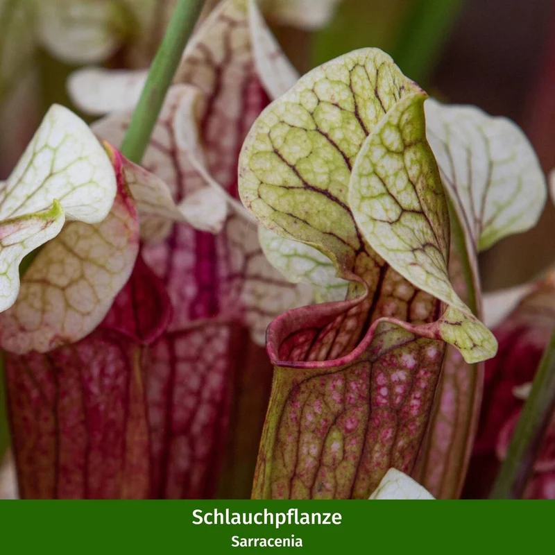 DIY Zimmerpflanzen-Set "Exotische Fänger"