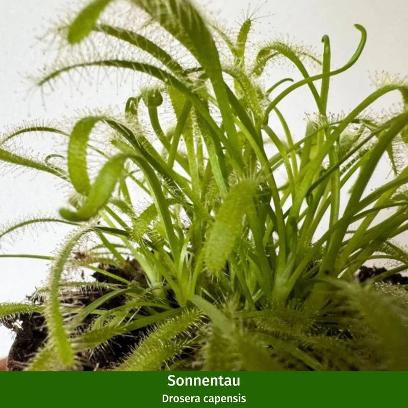 DIY Zimmerpflanzen-Set "Exotische Fänger"