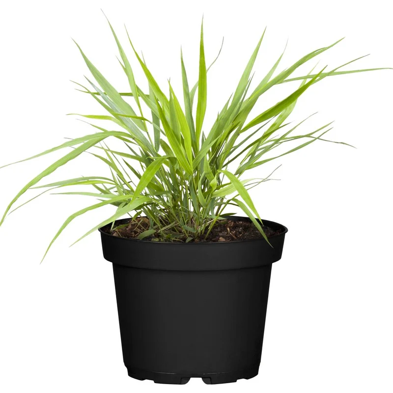 Japanisches Berggras 'Greenhills'