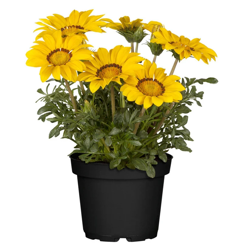 Balkonblumen "Farbexplosion"