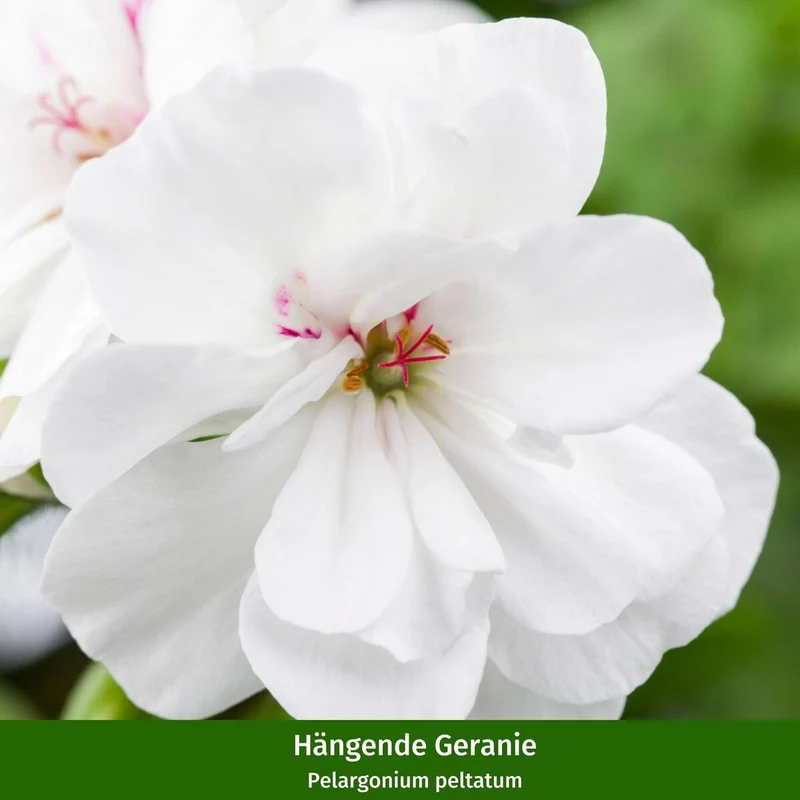Balkonblumen "Geranienzauber"