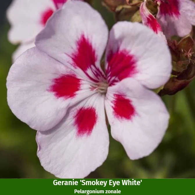 Balkonblumen "Geranienzauber"