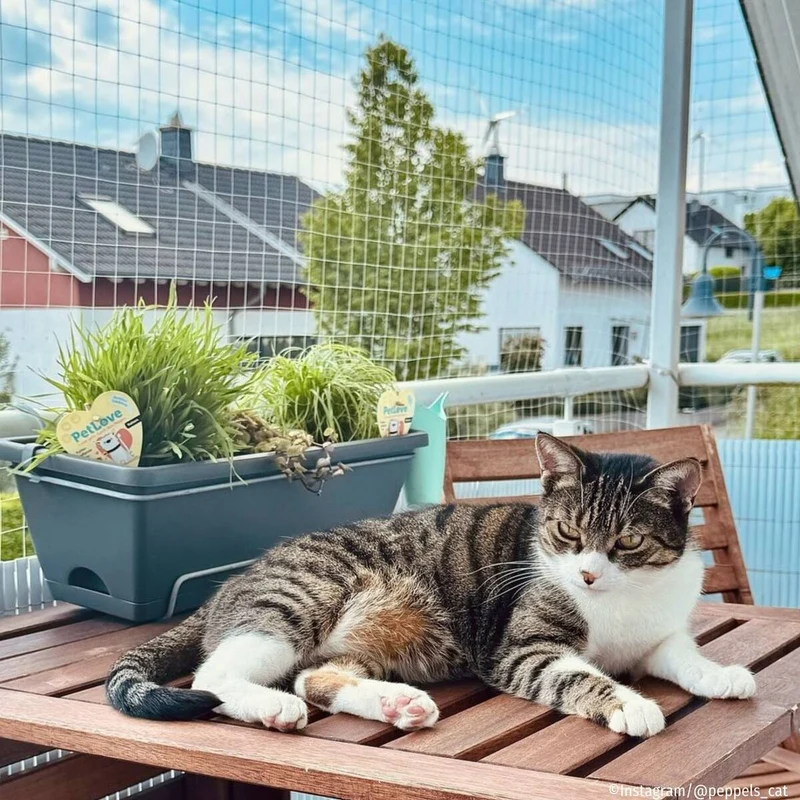 Pflanzen-Set "Katzen-Mix"