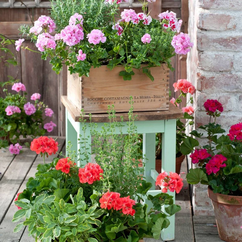 Balkonblumen "Aromatische Vielfalt"
