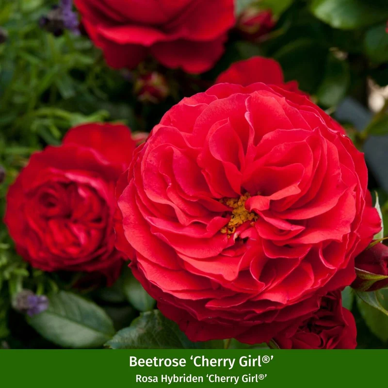 Rosenbeet "Himmlischer Rosenduft"