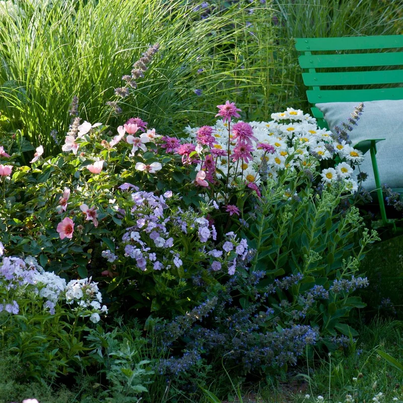 Rosenbeet "Sommerlicht"