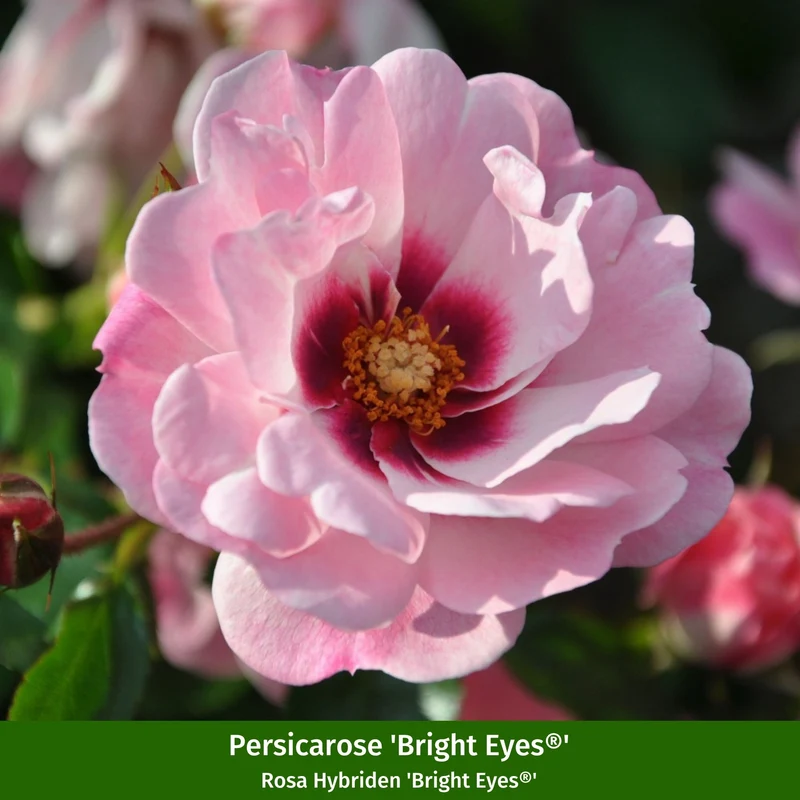 Rosenbeet "Sommerlicht"
