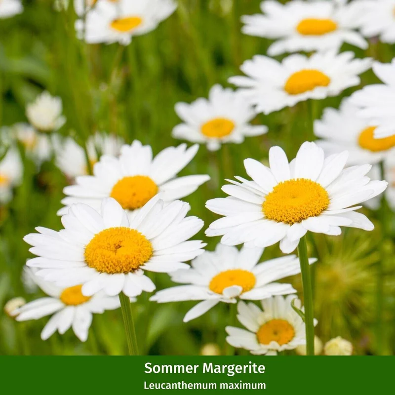 Rosenbeet "Sommerlicht"