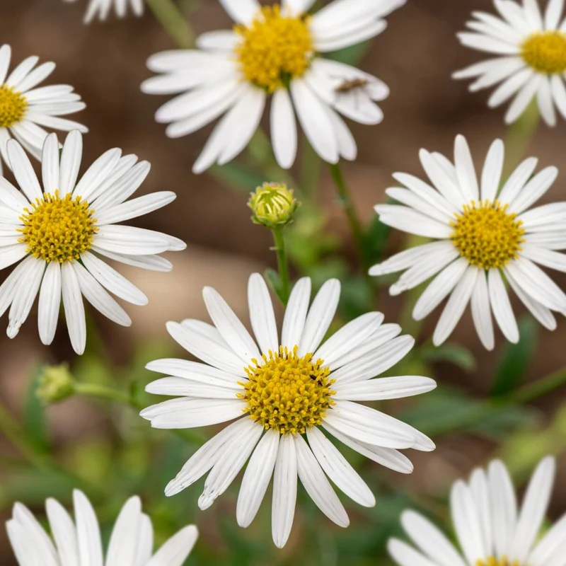 Schönaster 'Alba'