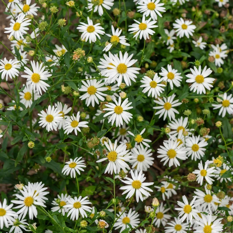Schönaster 'Alba'