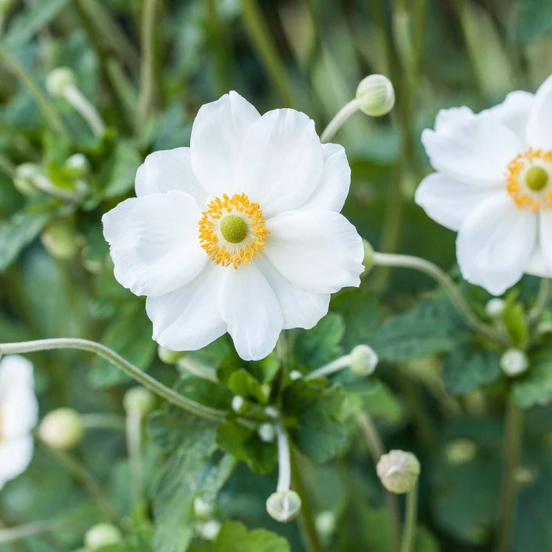 Herbst-Anemone