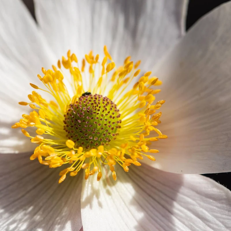 Herbst-Anemone