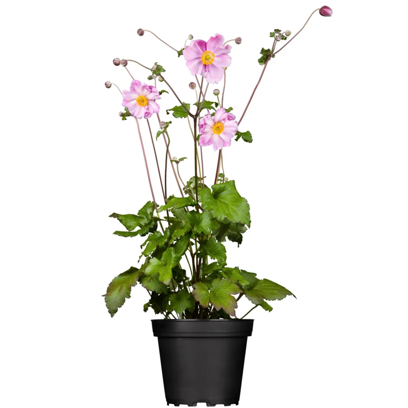 Herbst-Anemone
