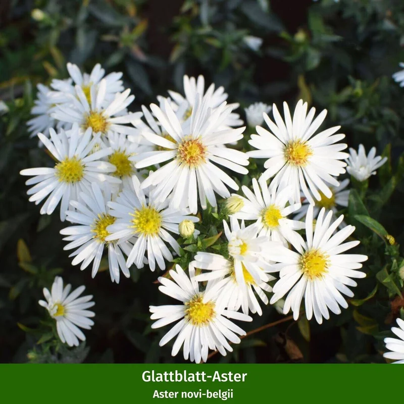 Balkonblumen "Farbenfroher Herbst"