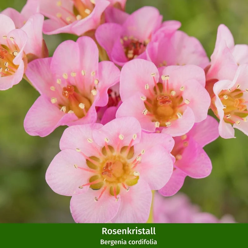 Balkonblumen "Frühlings-Flirt"