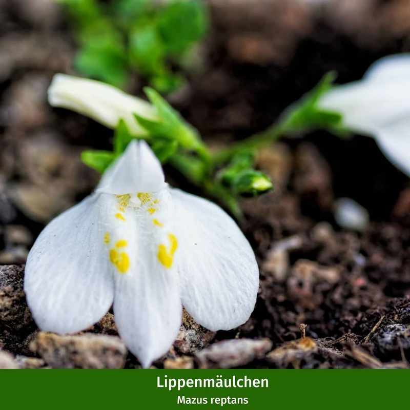 Balkonblumen "Frühlings-Flirt"