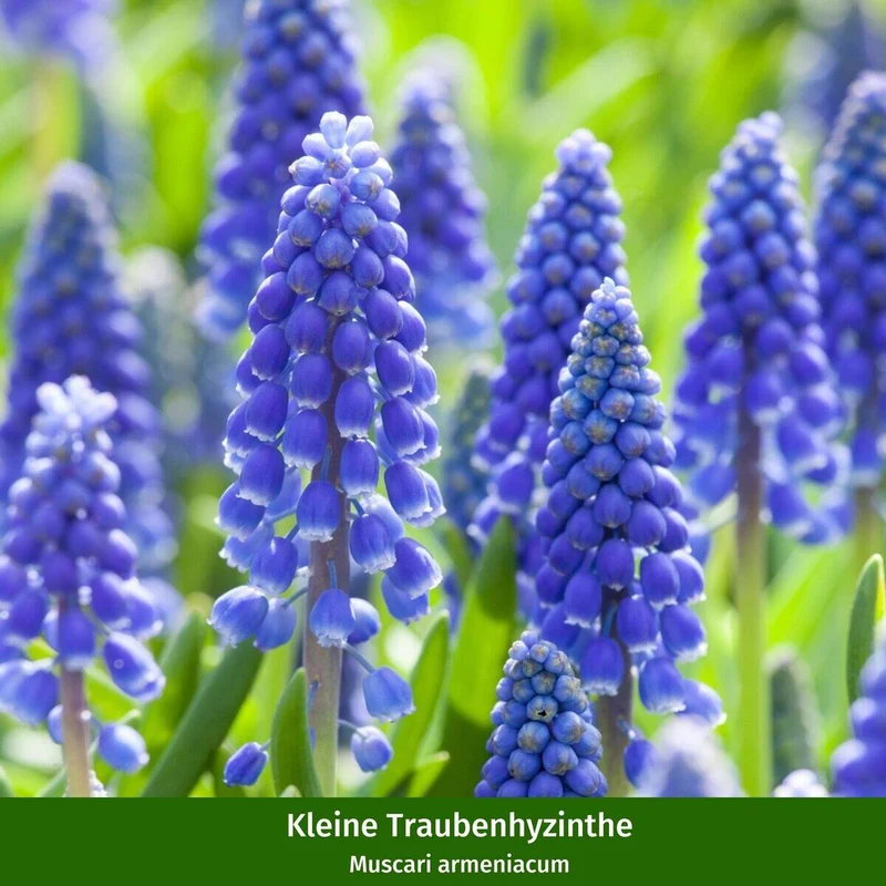 Balkonblumen "Bunte Frühlingsidylle"