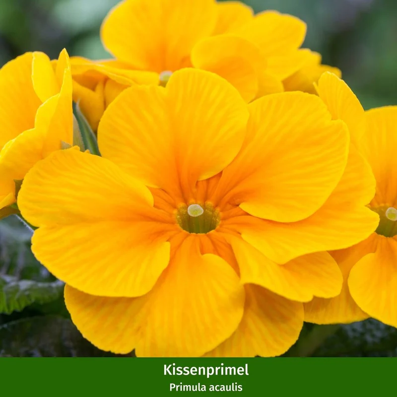 Balkonblumen "Blütenvielfalt im Frühling"