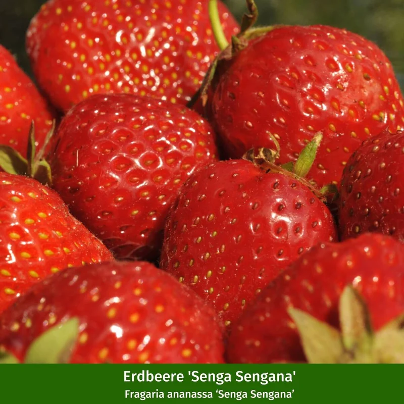 Erdbeer-Set "Fruchtiger Genuss“