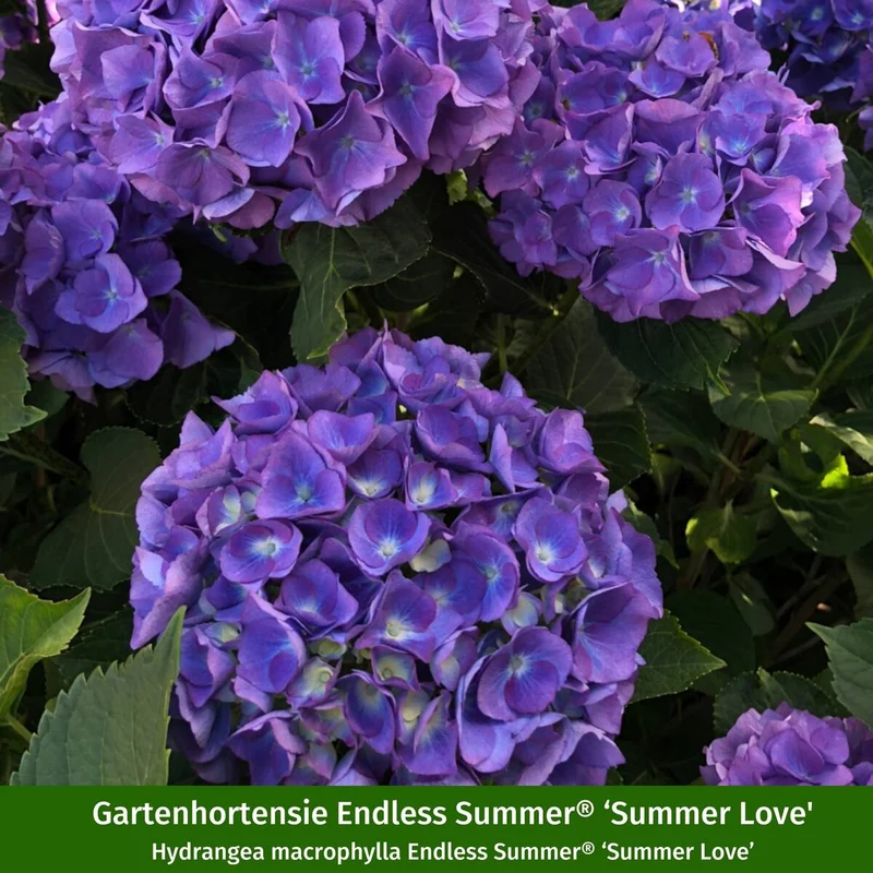 Hortensienbeet "Blütenimpressionen im Schatten"