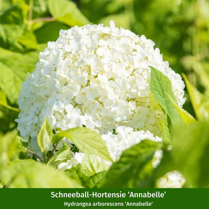 Hortensienbeet "Blütenimpressionen im Schatten"