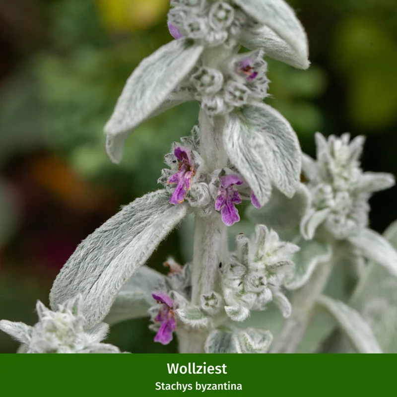 Staudenbeet "Klimafestes Blütenmeer"