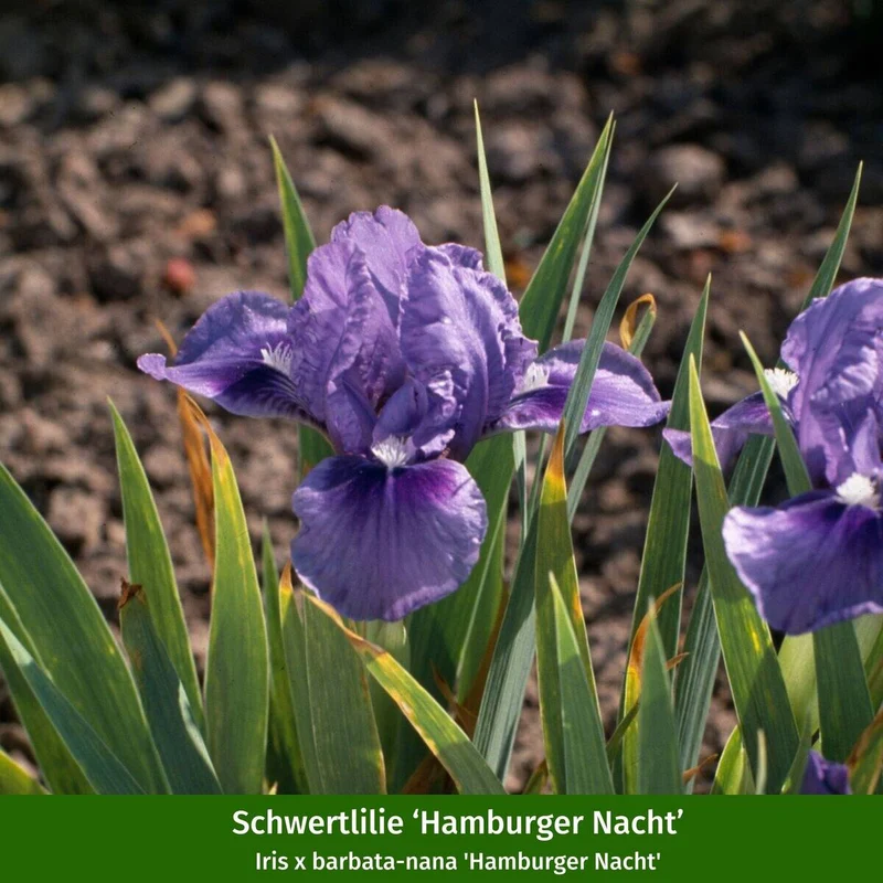 Polster-Staudenbeet "Buntes Farbenmeer"