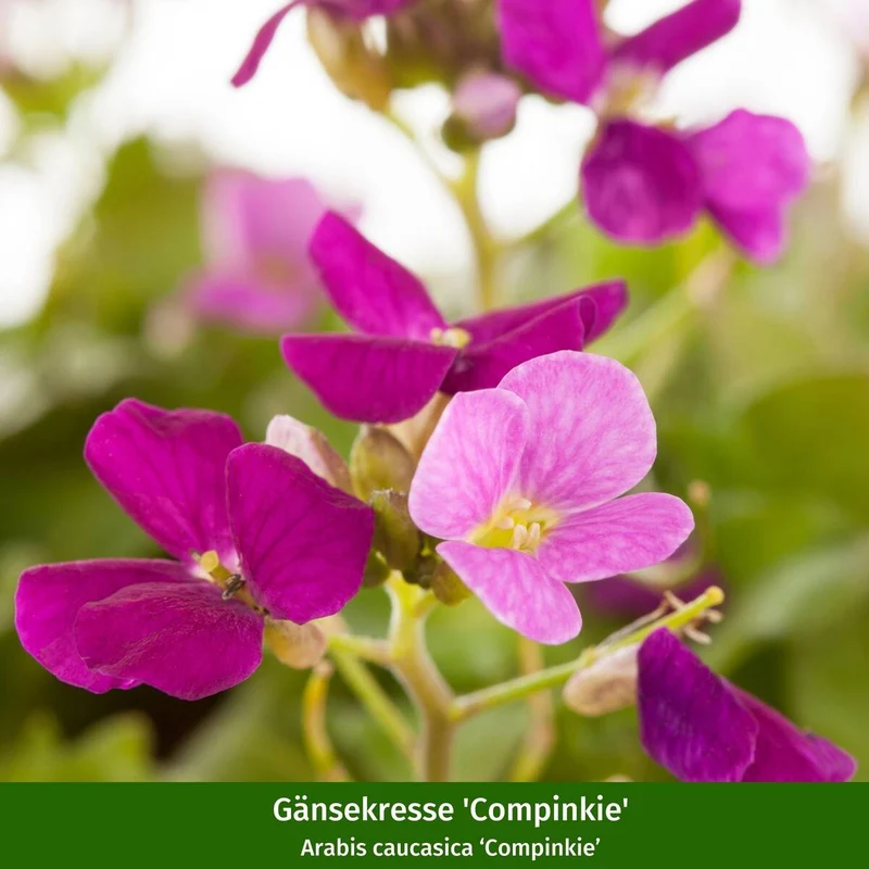 Polster-Staudenbeet "Buntes Farbenmeer"
