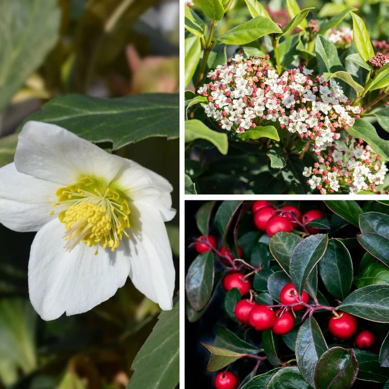 Balkonblumen "Schneeblüten umhüllt von roten Beeren"
