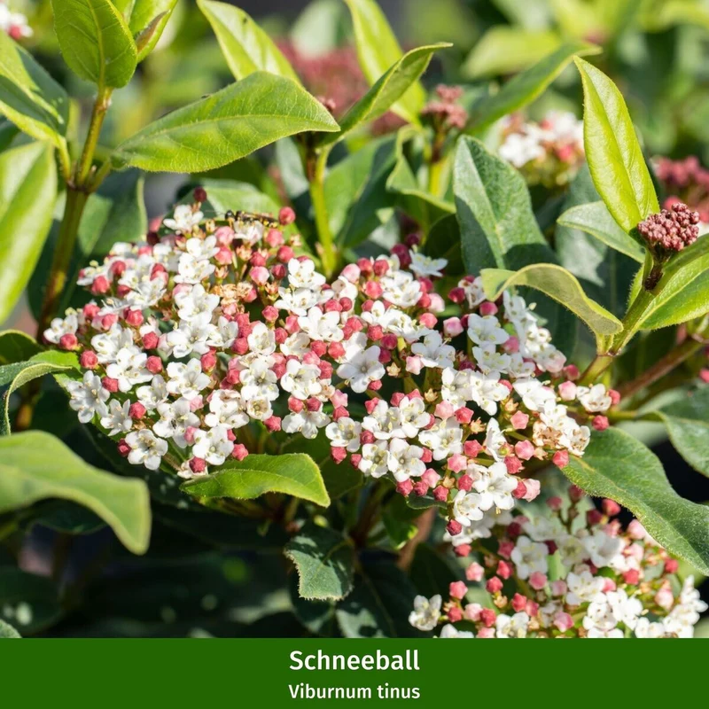 Balkonblumen "Schneeblüten umhüllt von roten Beeren"