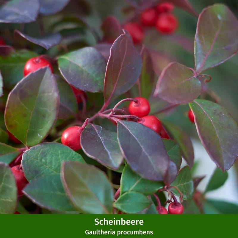 Balkonblumen "Schneeblüten umhüllt von roten Beeren"