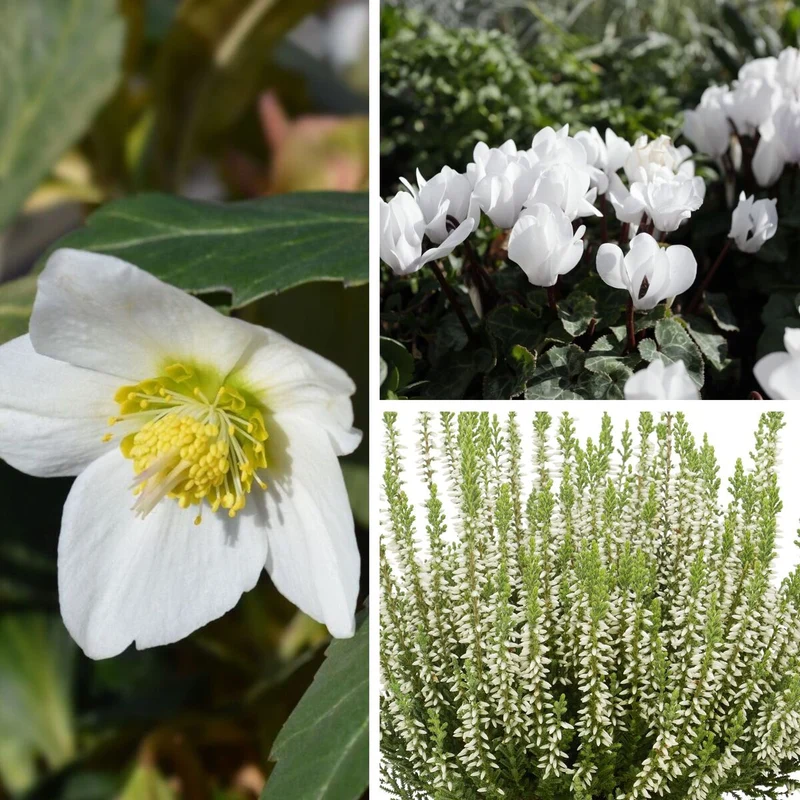 Balkonblumen "Winterliche Eleganz in Weiß"