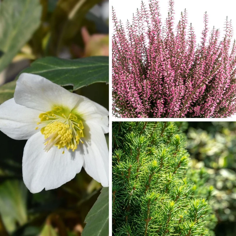 Balkonblumen "Alpiner Winterzauber"