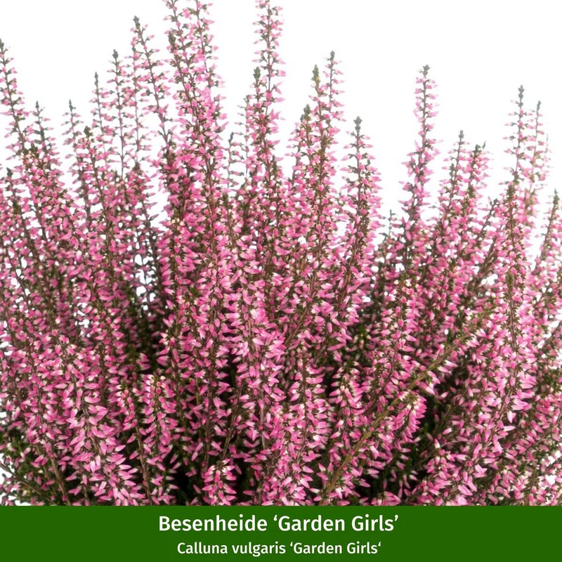 Balkonblumen "Alpiner Winterzauber"