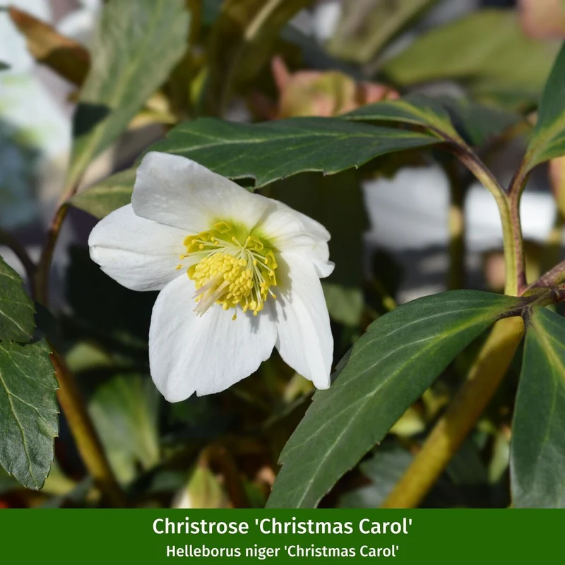 Balkonblumen "Alpiner Winterzauber"