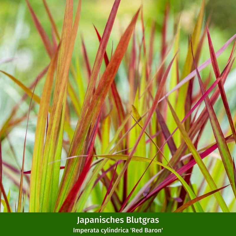 Balkonblumen "Herbstliches Farbenspiel"