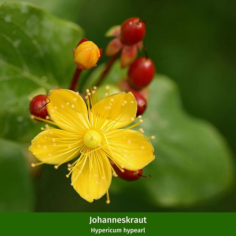 Balkonblumen "Herbstliches Farbenspiel"