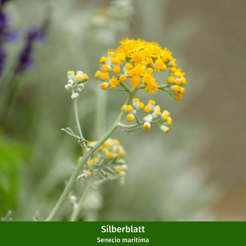 Balkonblumen "Herbstliches Farbenspiel"