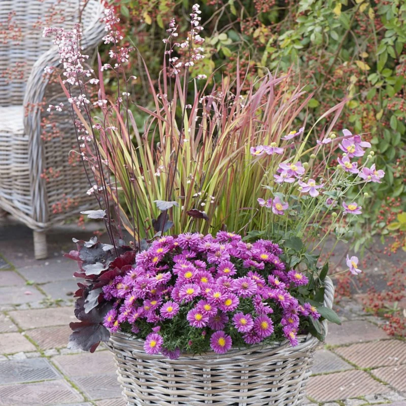 Balkonblumen "Pinkes Farbenspiel im Herbst"