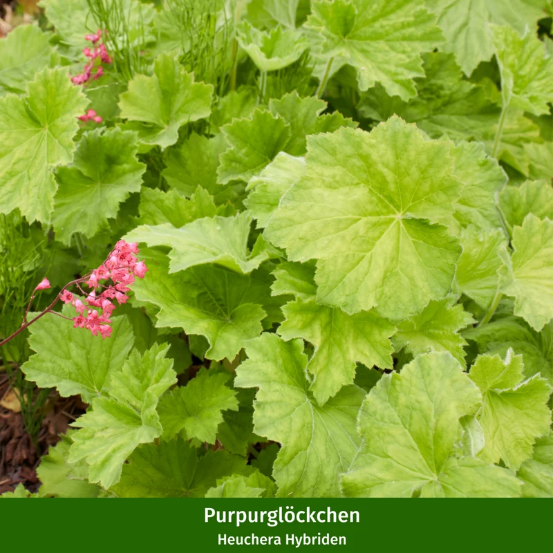 Balkonblumen "Blütenpracht in Purpur"