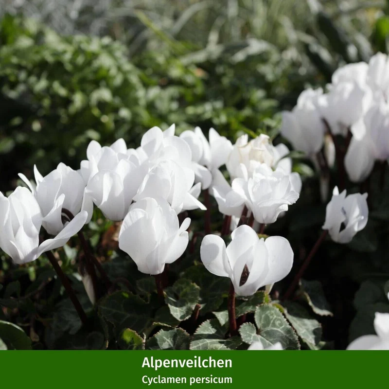 Balkonblumen "Blütenpracht in Purpur"